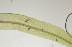 Pohlia longibracteata