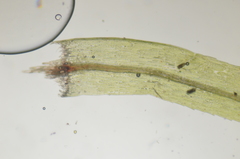 Pohlia longibracteata