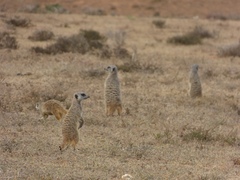 Suricata suricatta