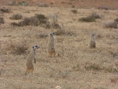 Suricata suricatta