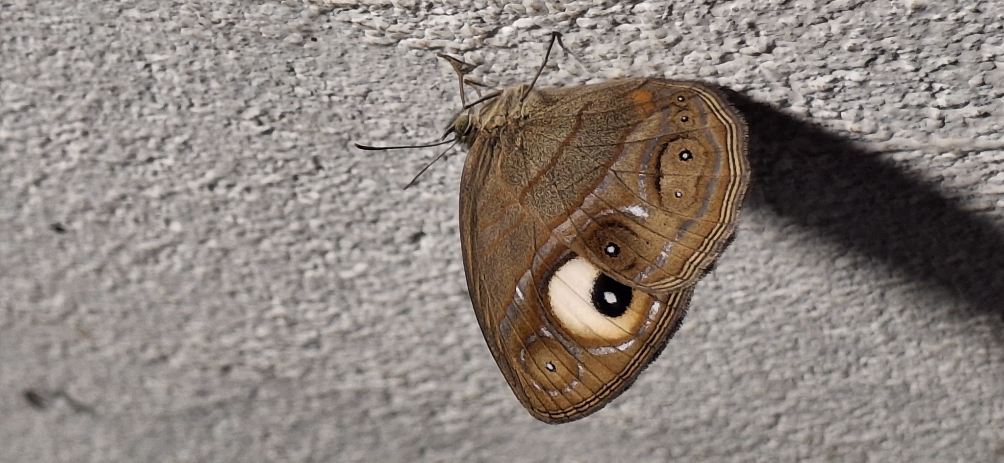 Malabar Glad-Eye Bushbrown