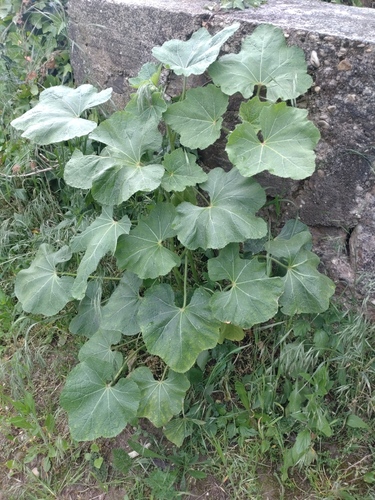 Alcea rosea