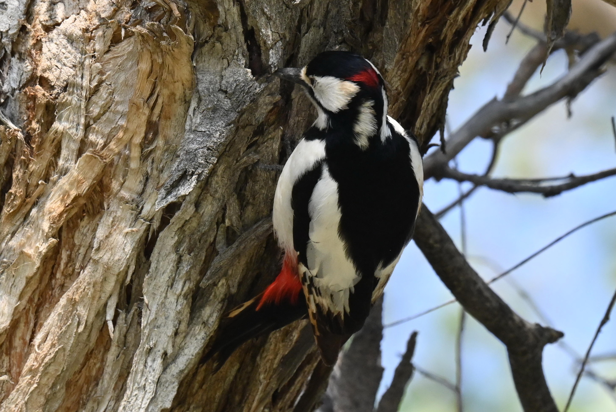 White-winged Woodpecker