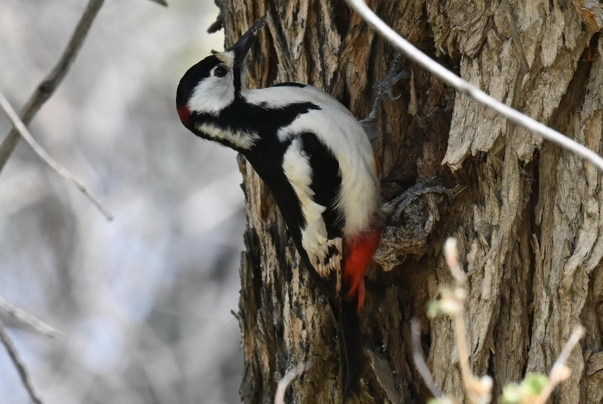 White-winged Woodpecker