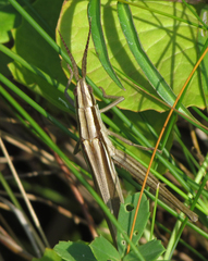 Mermiria intertexta