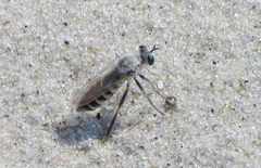 Laphystia