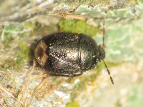 Legnotus fumigatus