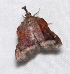 Clydonopteron sacculana