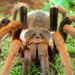 Theraphosidae - Photo (c) Gertrud K., μερικά δικαιώματα διατηρούνται (CC BY-NC-SA)