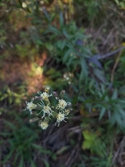 Brickellia eupatorioides eupatorioides