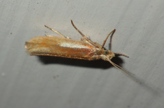 Ypsolopha parenthesella