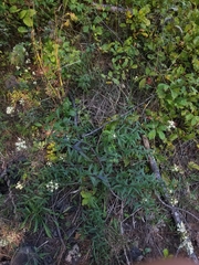 Brickellia eupatorioides eupatorioides