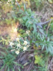 Brickellia eupatorioides eupatorioides