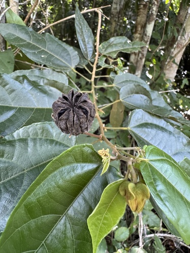 Section Pavonia (Pavonia)