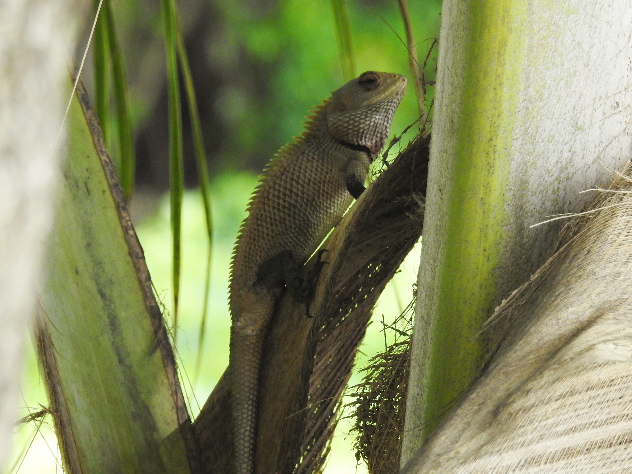 Oriental Garden Lizard