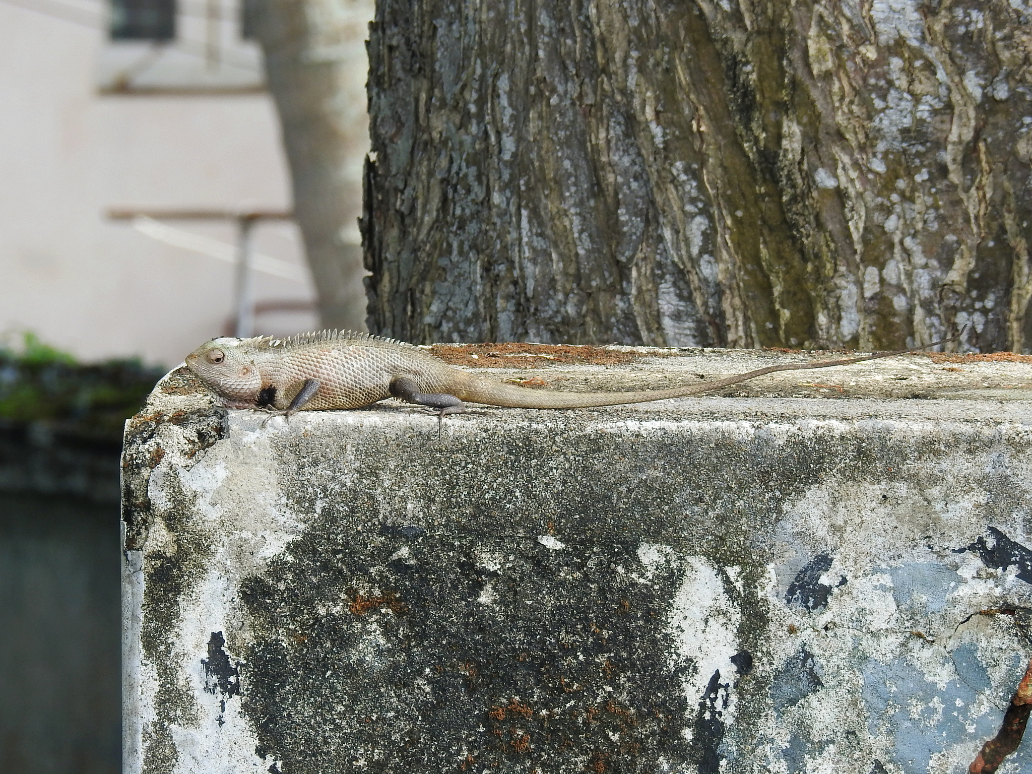 Oriental Garden Lizard