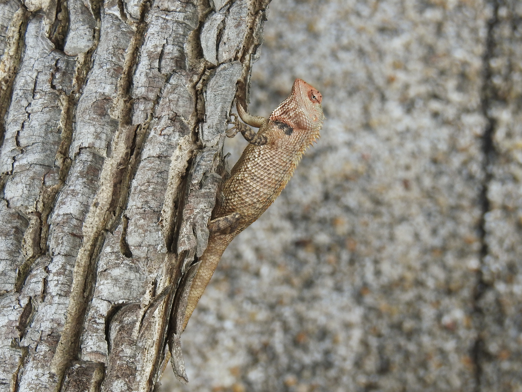 Oriental Garden Lizard