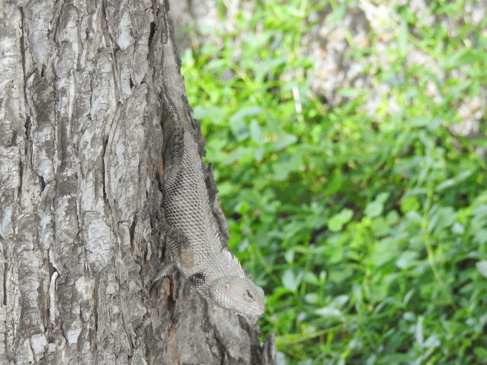 Oriental Garden Lizard