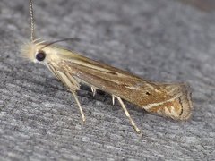 Isophrictis magnella
