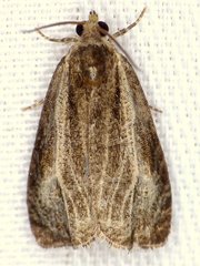 Olethreutes quadrifidum