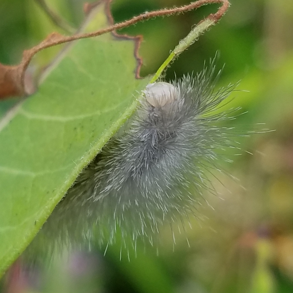 Cycnia