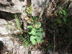 Asclepias elata