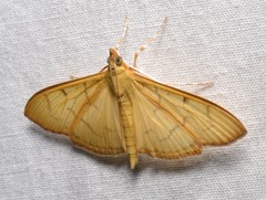 Patania silicalis