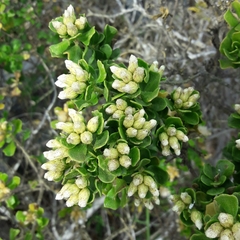 Baccharis macraei