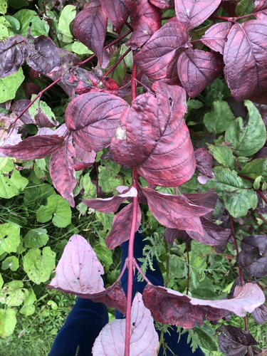 Cornus, photographed by an iNaturalist contributor
