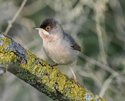 Ménétries's Warbler, Dedoplistskaro Municipality, Géorgie, photo 6 of 10