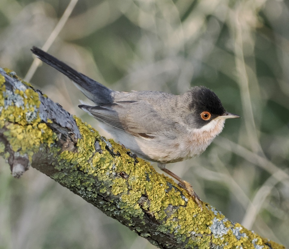 Ménétries's Warbler