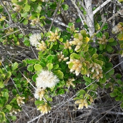 Baccharis macraei