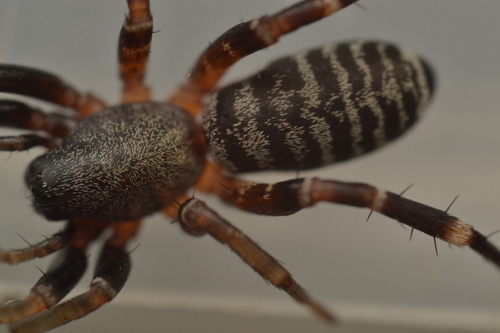 Variegated Ant-mimic Sac Spider photo 5