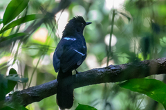 Pyriglena leucoptera