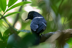 Pyriglena leucoptera