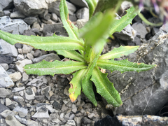 Saussurea nuda