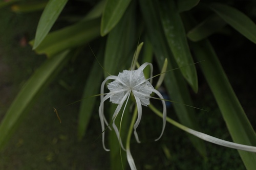 Hymenocallis littoralis iNat (1)