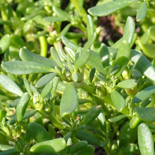 Slender seapurslane (Sesuvium maritimum)