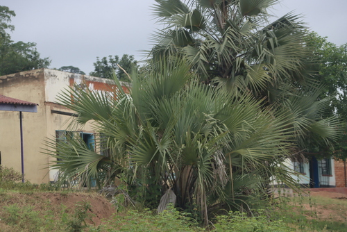 Makalani Palm