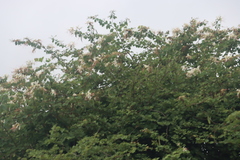 Bauhinia petersiana, photograph (c) Tony Rebelo, some rights reserved (CC BY-SA)