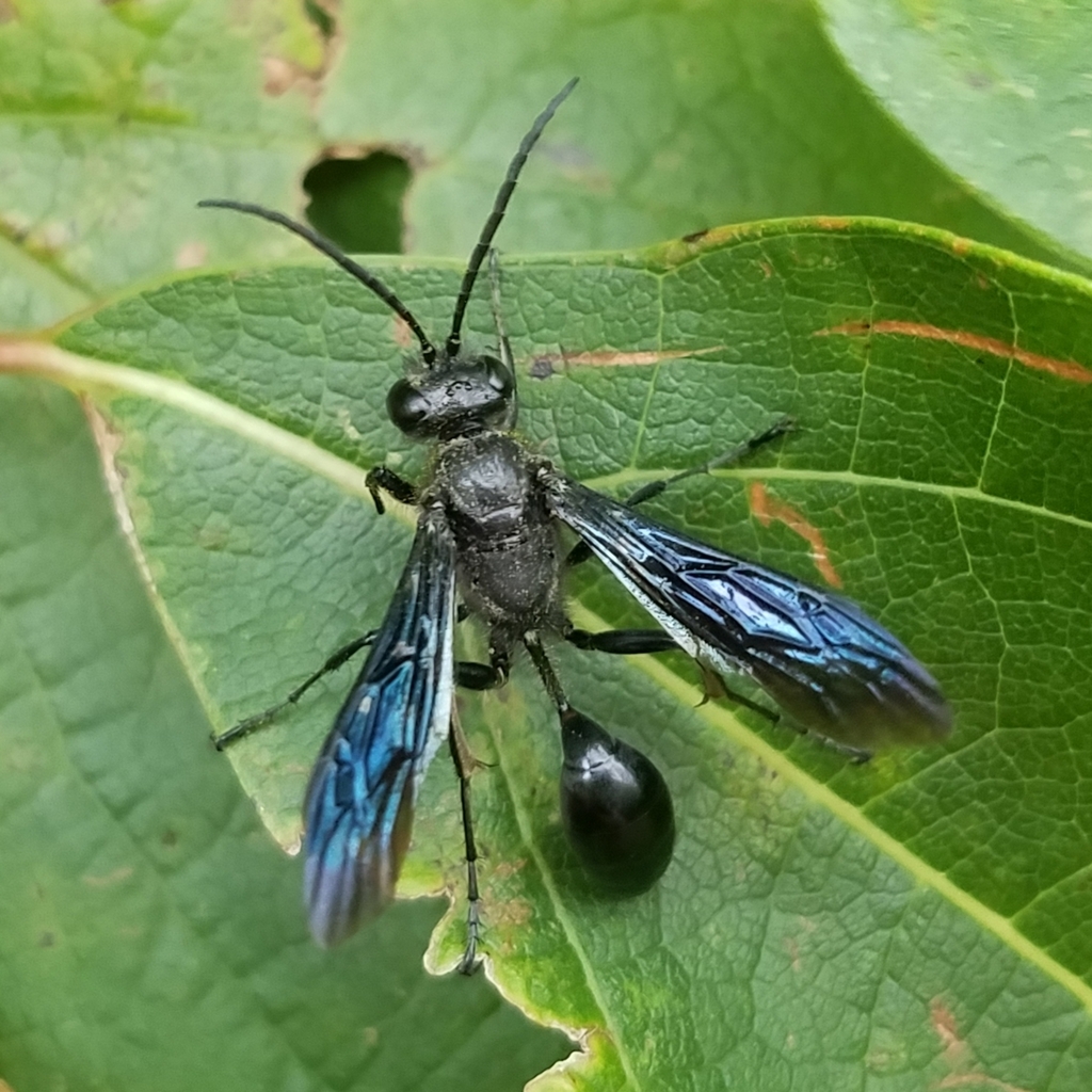 Grass-carrying Wasps
