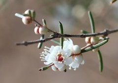 Hypocalymma angustifolium