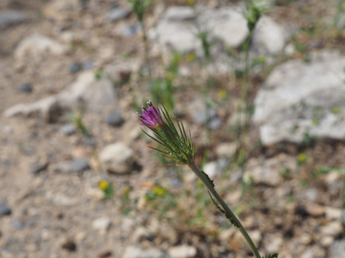 Carduus acicularis (Carduus acicularis)