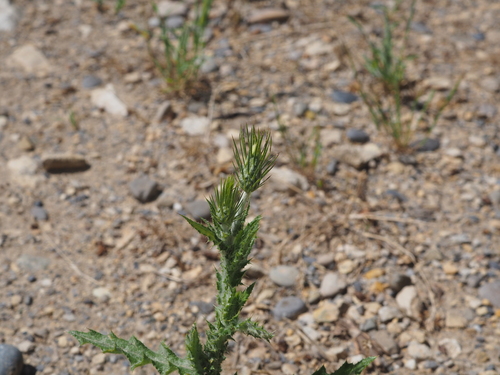 Carduus acicularis (Carduus acicularis)