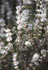 Hypocalymma angustifolium