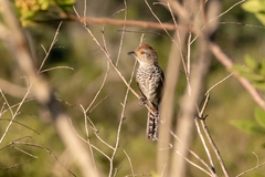 Thamnophilus ruficapillus