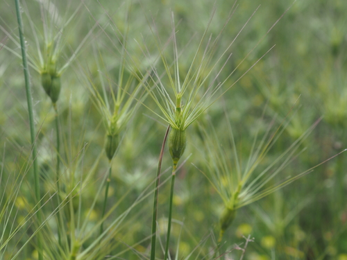 three-awned goat grass (Aegilops neglecta)
