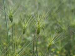 Aegilops neglecta, photograph (c) Augustin Soulard, some rights reserved (CC BY)