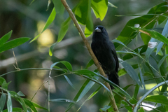 Blackish-Blue Seedeater photo 3