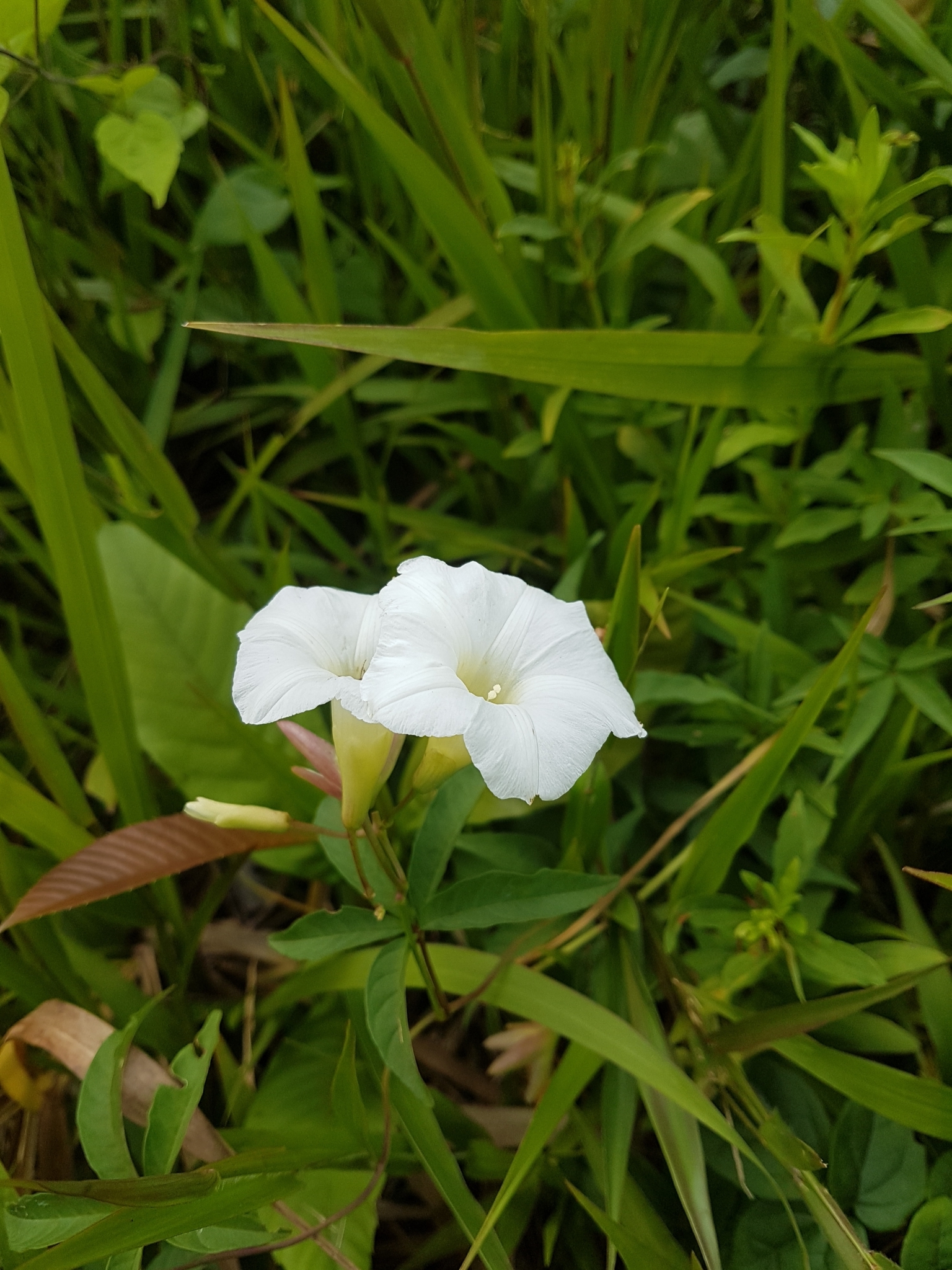 Distimake macrocalyx